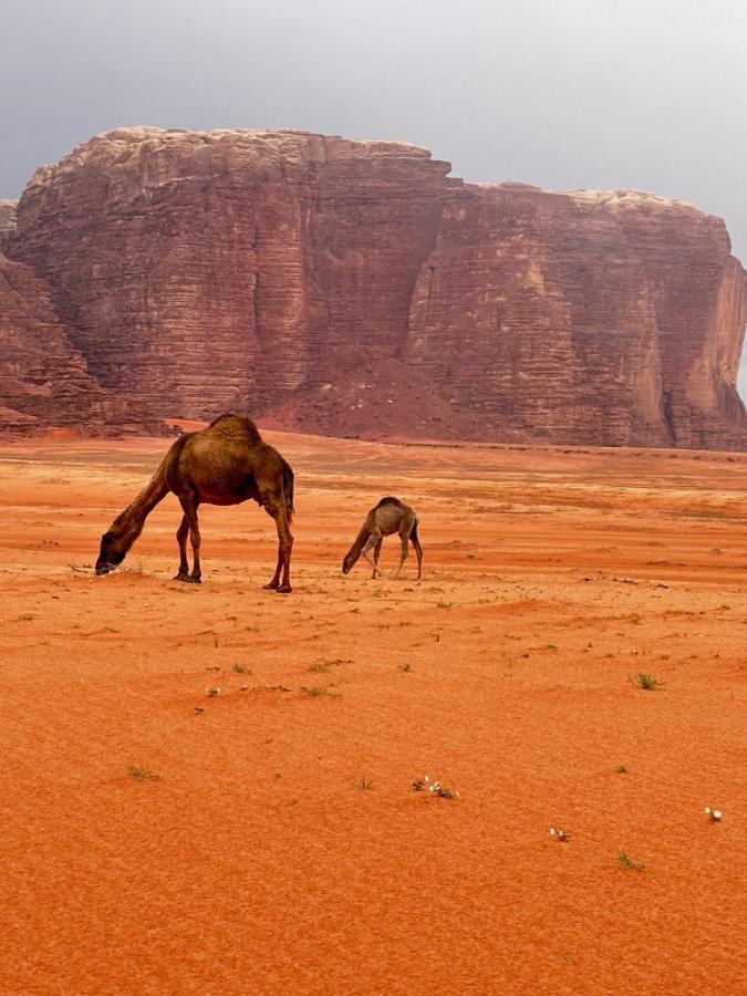 Wadi Rum Oryx Hostel & Tours Zewnętrze zdjęcie
